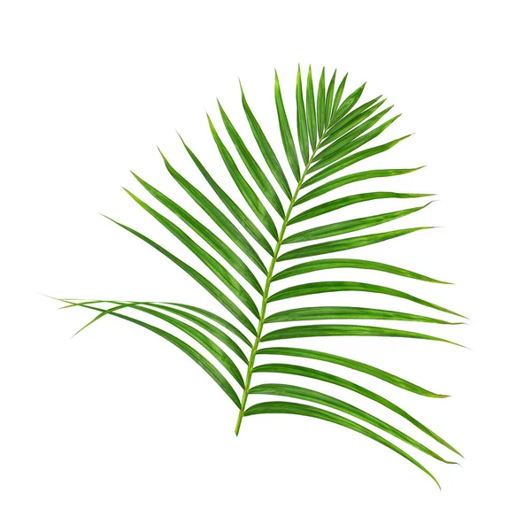 Beyaz arkaplanda yeşil palmiye yaprağı