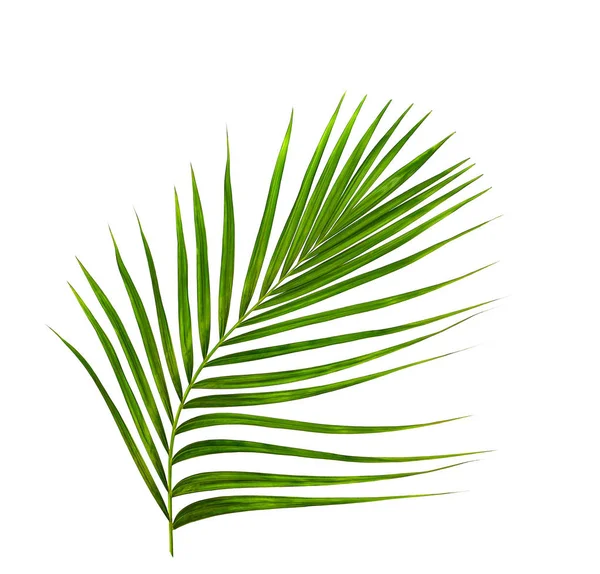 Zöld levél pálmafa fehér háttér — Stock Fotó
