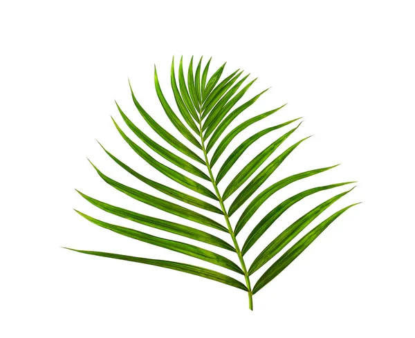 Зелений лист пальми на білому тлі — стокове фото