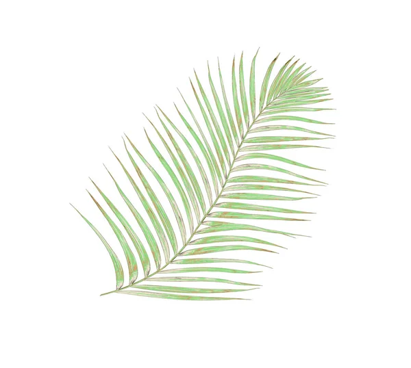 Hoja verde de palmera sobre fondo blanco — Foto de Stock