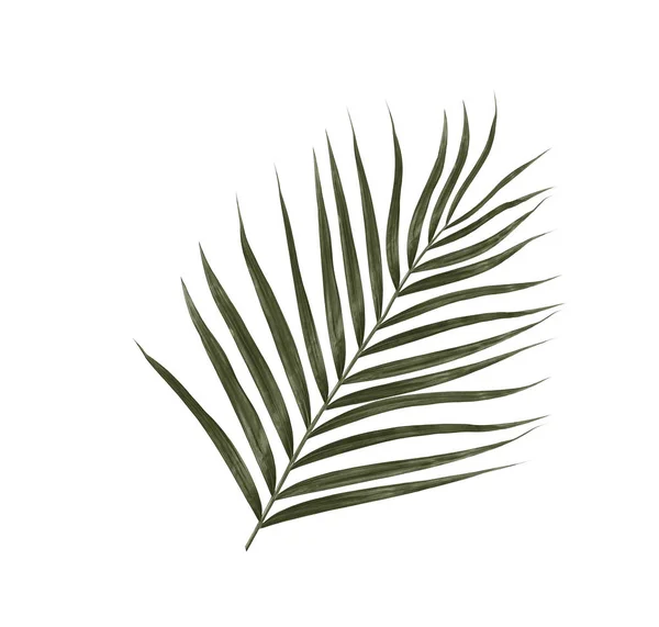 Hoja verde de palmera sobre fondo blanco — Foto de Stock