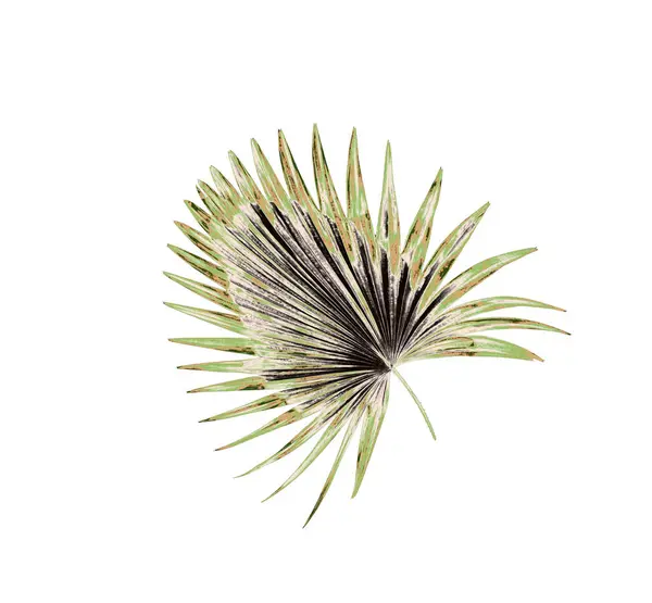 Beyaz arkaplanda yeşil palmiye yaprağı