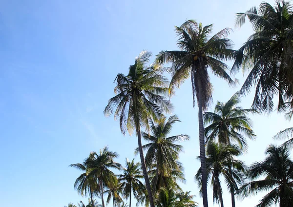 Пальмовые Ветви Облаке Голубое Небо Красивым Фоном Заката — стоковое фото