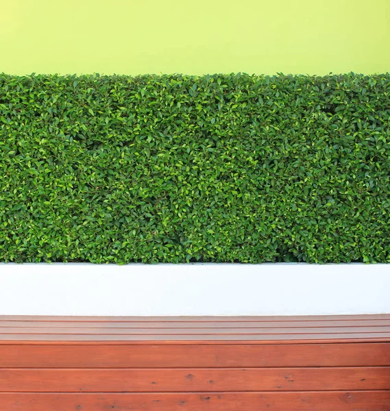 yeşil yaprakları bitki duvar ve ahşap zemin üzerinde