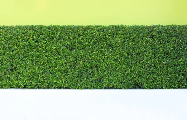 Зеленые листья растения на вертикальной стене сада — стоковое фото