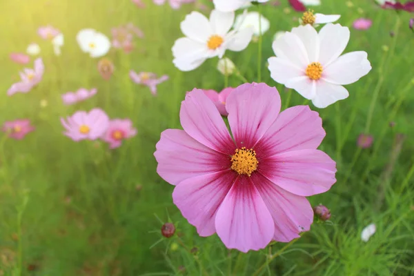 Pembe ve beyaz çiçekler cosmos açar sabah l için güzel — Stok fotoğraf