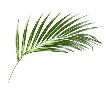 Yeşil palmiye yaprağı izole beyaz arka plan üzerinde