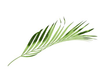 Beyaz arkaplanda izole edilmiş yeşil palmiye yaprağı