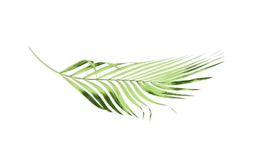 Beyaz arkaplanda izole edilmiş yeşil palmiye yaprağı