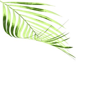 Beyaz arkaplanda izole edilmiş yeşil palmiye yaprağı