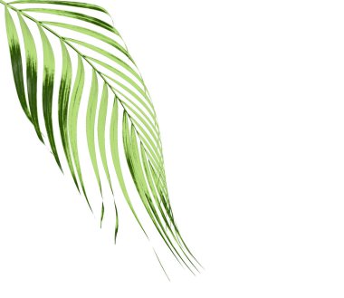 Beyaz arkaplanda izole edilmiş yeşil palmiye yaprağı