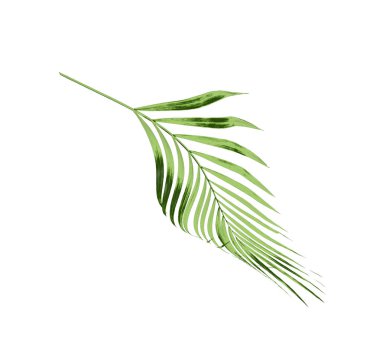 Beyaz arkaplanda izole edilmiş yeşil palmiye yaprağı