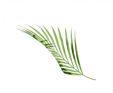 Beyaz arkaplanda izole edilmiş yeşil palmiye yaprağı