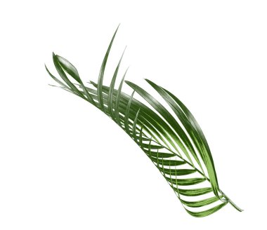 Yeşil palmiye yaprağı izole beyaz arka plan üzerinde