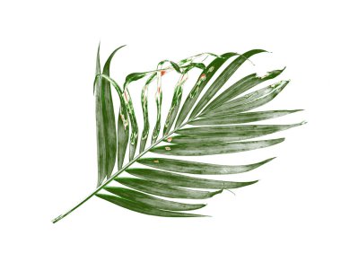 Beyaz arkaplanda palmiye yaprağı izole