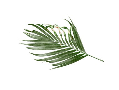 Beyaz arkaplanda palmiye yaprağı izole
