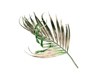 Yeşil palmiye yaprağı izole beyaz arka plan üzerinde