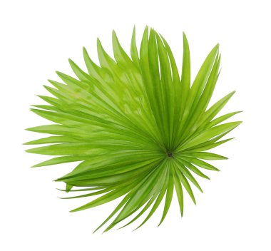 Beyaz arkaplanda izole edilmiş yeşil palmiye yaprağı