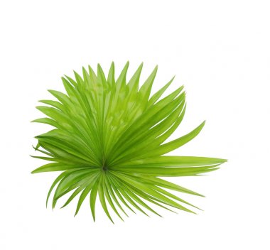 Beyaz arkaplanda izole edilmiş yeşil palmiye yaprağı