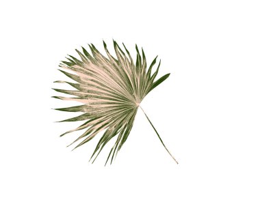 Beyaz arka plan üzerinde izole yaprak yeşil palmiye ağacı