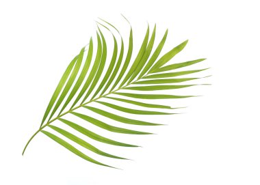 Beyaz arkaplanda izole edilmiş yeşil palmiye yaprağı