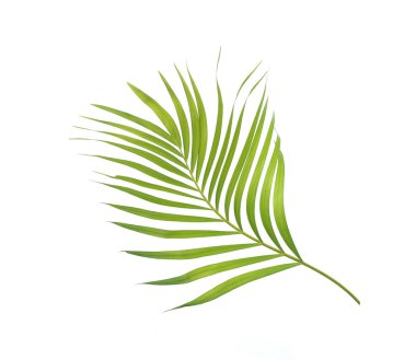 Beyaz arkaplanda izole edilmiş yeşil palmiye yaprağı