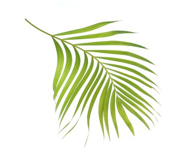 Beyaz arkaplanda izole edilmiş yeşil palmiye yaprağı