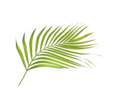 Beyaz arkaplanda izole edilmiş yeşil palmiye yaprağı