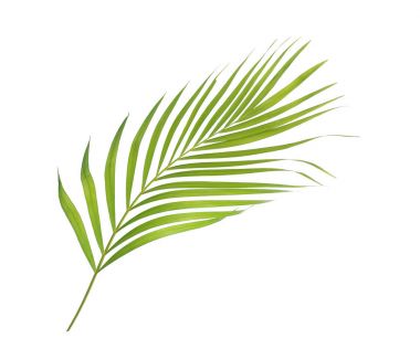 Beyaz arkaplanda izole edilmiş yeşil palmiye yaprağı