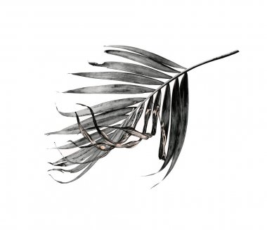 beyaz arka plan üzerinde siyah palmiye yaprağı izole