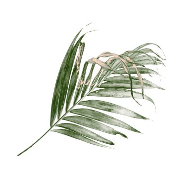 green palm leaf isolate on white background clipart