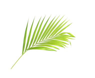 Yeşil palmiye yaprağı izole beyaz arka plan üzerinde