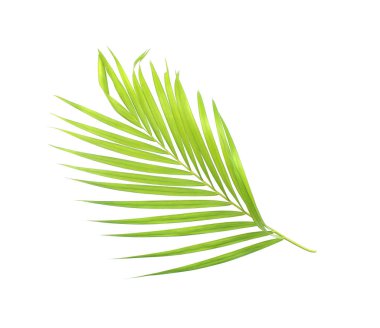 Yeşil palmiye yaprağı izole beyaz arka plan üzerinde