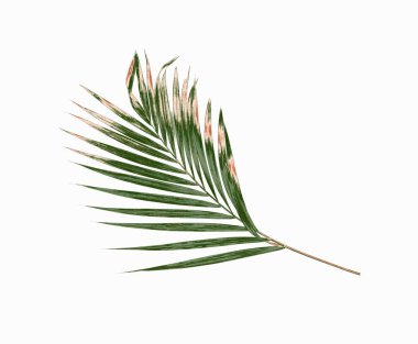 Yeşil palmiye yaprağı izole beyaz arka plan üzerinde