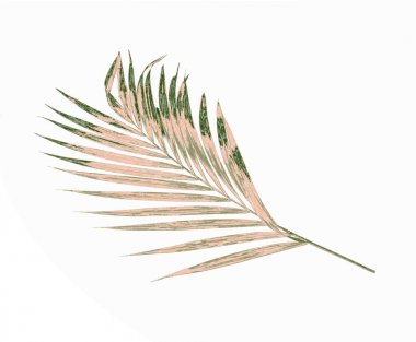 Yeşil palmiye yaprağı izole beyaz arka plan üzerinde