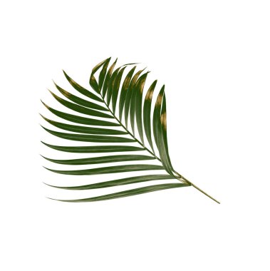 Yeşil palmiye yaprağı izole beyaz arka plan üzerinde