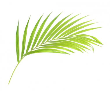 Yeşil palmiye yaprağı izole beyaz arka plan üzerinde