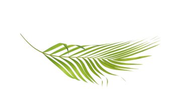 Beyaz arkaplanda izole edilmiş yeşil palmiye yaprağı