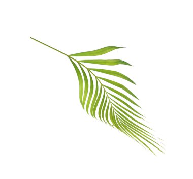 Beyaz arkaplanda izole edilmiş yeşil palmiye yaprağı