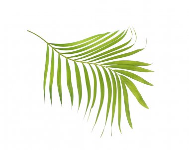 Beyaz arkaplanda izole edilmiş yeşil palmiye yaprağı