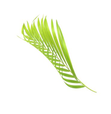Yeşil palmiye yaprağı izole beyaz arka plan üzerinde