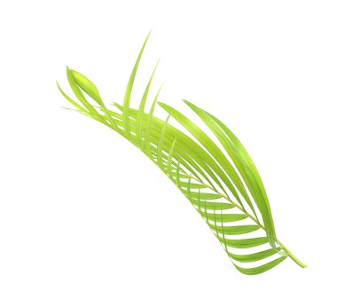 Yeşil palmiye yaprağı izole beyaz arka plan üzerinde