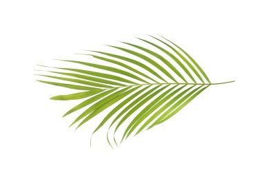 Beyaz arkaplanda izole edilmiş yeşil palmiye yaprağı