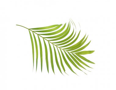 Beyaz arkaplanda izole edilmiş yeşil palmiye yaprağı