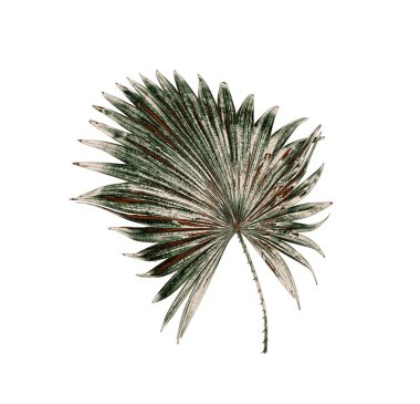 Beyaz arkaplanda izole edilmiş yeşil palmiye yaprağı