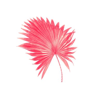 Beyaz arkaplanda izole edilmiş yeşil palmiye yaprağı