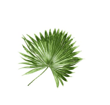 Beyaz arkaplanda izole edilmiş yeşil palmiye yaprağı