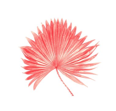 Beyaz arkaplanda izole edilmiş yeşil palmiye yaprağı