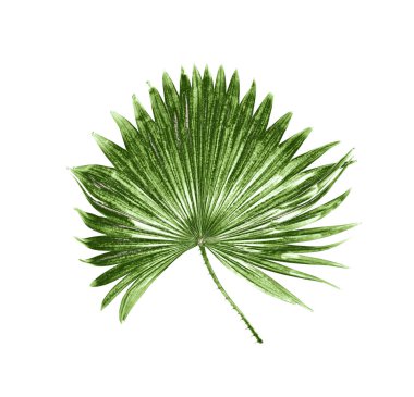 Beyaz arkaplanda izole edilmiş yeşil palmiye yaprağı