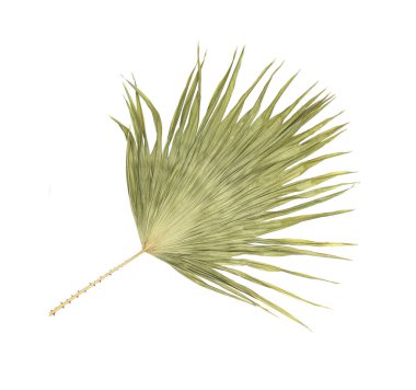 Beyaz arkaplanda izole edilmiş yeşil palmiye yaprağı